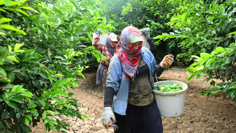 Marketlerdeki Patates Fiyatları Düşecek Mi? Yeni Hasat Yolda!