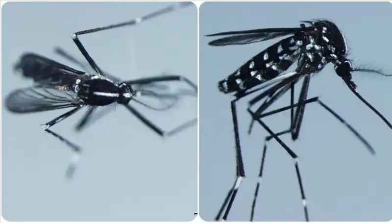Chikungunya Virüsü: Belirtileri ve Etkilediği Ülkeler Hakkında Bilmeniz Gereken Her Şey