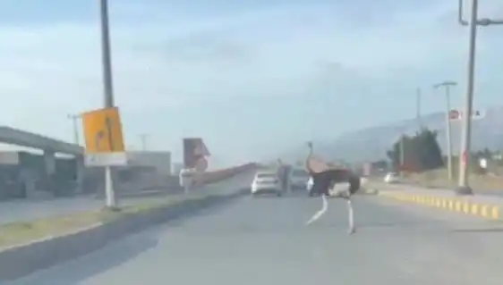 Trafikte Deve Kuşu Görmek: Sıra Dışı Bir Olay Yaşandı!