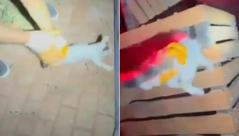 Gece Yarısı İtfaiye Ekibinin Kahramanlığı: Kedi Kurtarma Operasyonu